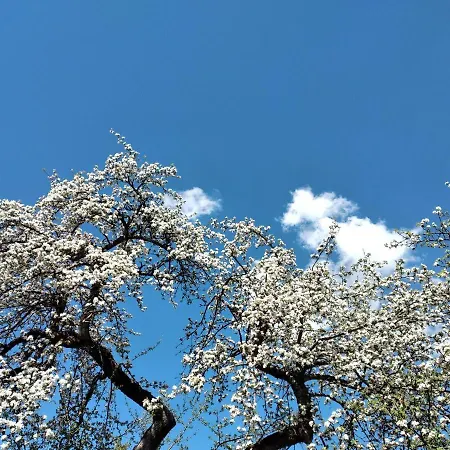 Haus Brigitte Apartment